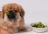 Кормление собаки при сахарном диабете