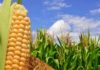 Почему стоит включить в свой рацион кукурузу?