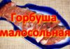 Горбуша малосольная быстро и вкусно