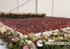 Сочинские кондитеры приготовили самый большой ягодный торт в мире