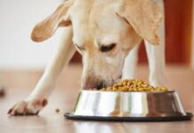 Какой корм для собак лучше: сухой или консервированный?